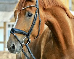 dressage horse Richman for Good (Westphalian, 2014, from Riccio)