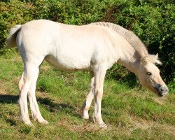 Zuchtstute Happy Beylla (Fjordpferd, 2016, von Kelvin)