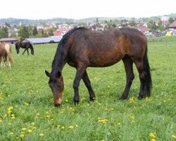 Zuchtstute Karisha (Trakehner, 1994, von Ostermond)