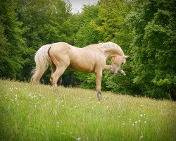 Springpferd Ferraro Kinsky (Tschechisches Warmblut, 2004, von Faraday)