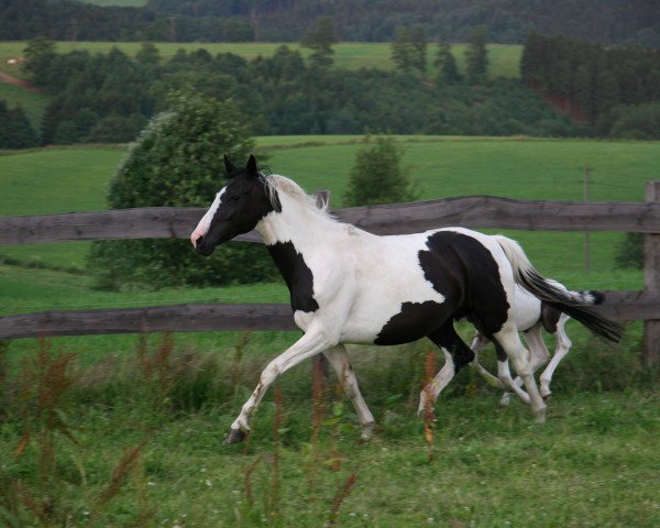 broodmare Sedana (Pinto / Hunter, 1998, from Shetan)