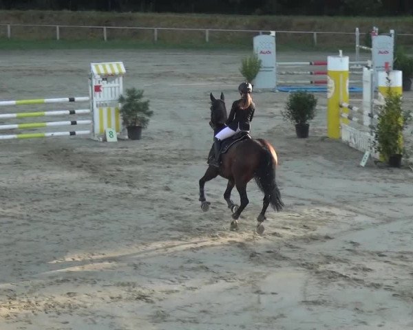 Reitturnier Köln-Leverkusen 2016