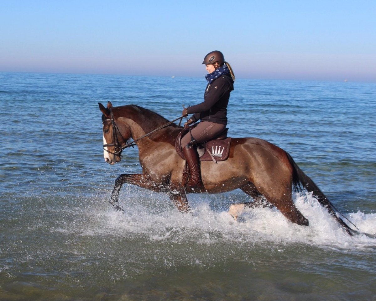 Springpferd Cappuccina B 3 (Oldenburger, 2013, von Chin Champ)
