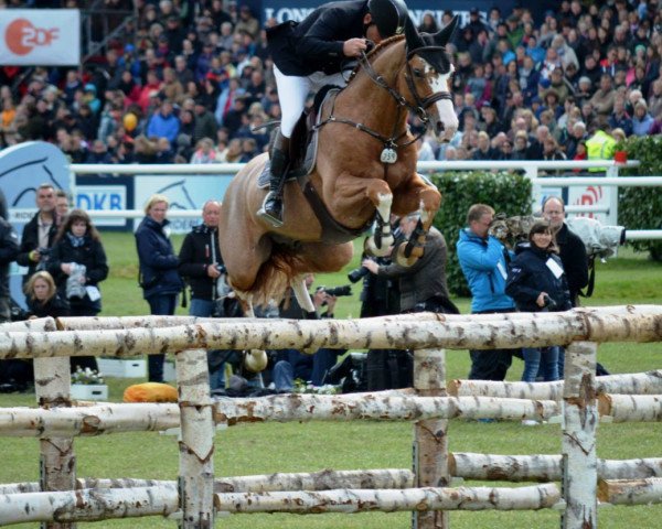 stallion Jumex Sport Atlantus (Belgian Warmblood, 2000, from Quickfeuer van Koekshof)