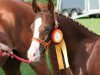 dressage horse Great Dancer (German Riding Pony, 2014, from Golden Challenge)