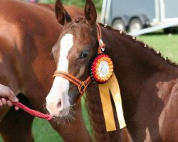 Dressurpferd Great Dancer (Deutsches Reitpony, 2014, von Golden Challenge)