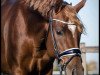 stallion Venustas Dancing-Star (German Riding Pony, 2015, from Dressman)