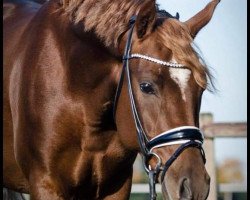 stallion Venustas Dancing-Star (German Riding Pony, 2015, from Dressman)