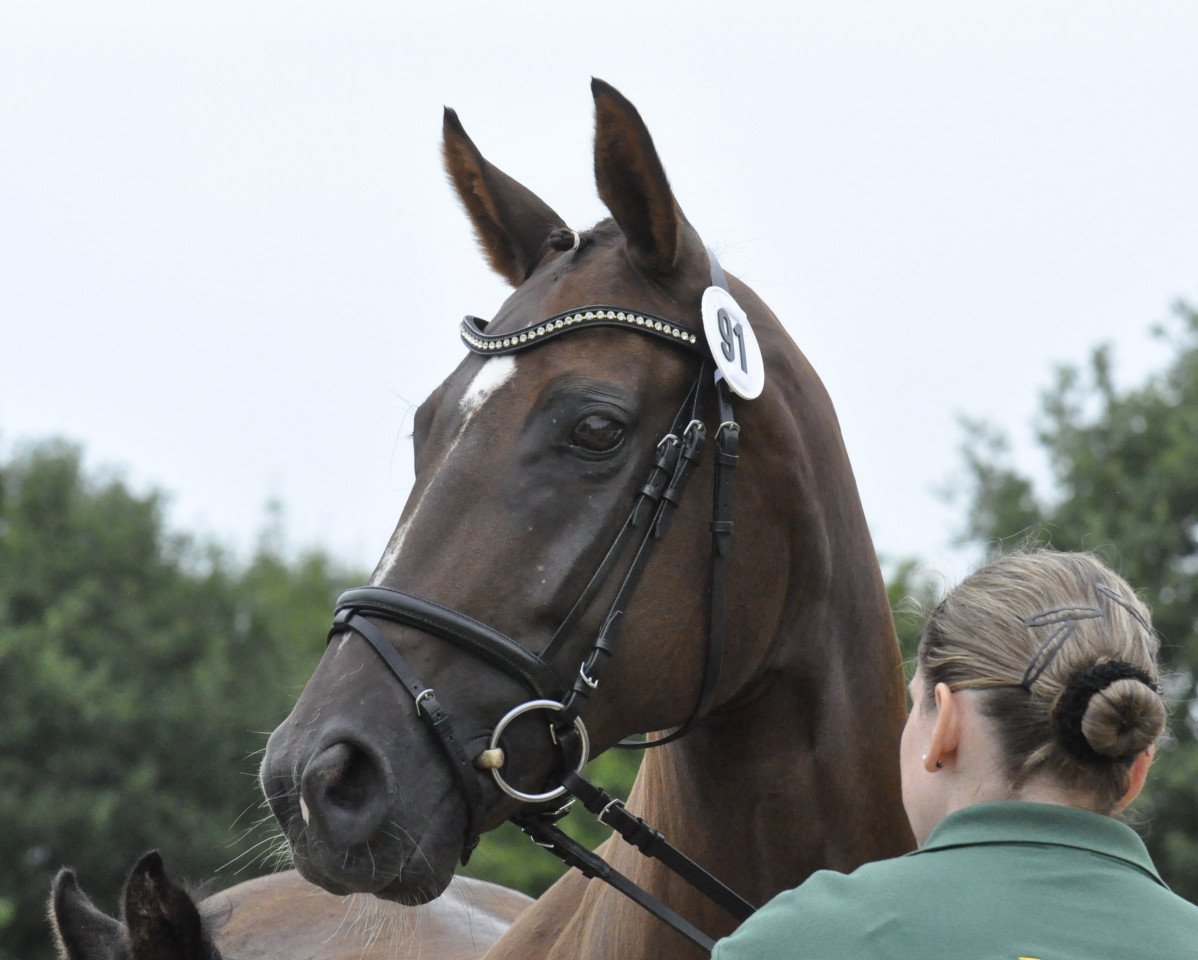 Zuchtstute Frieda (Westfale, 2004, von Fidermark)