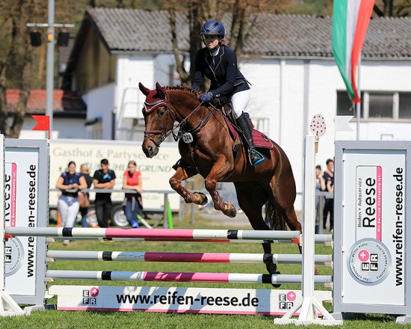 jumper Flame of Magic 2 (German Sport Horse, 2006, from For Highlife)