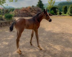 horse Oldenburger Fohlen (Oldenburg, 2019)