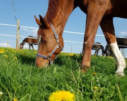 broodmare Camilla (Austrian Warmblood, 2003, from Cor de Brillant)