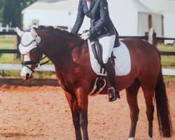 dressage horse Top Novelino (German Riding Pony, 2008, from Topnatrejo)