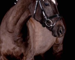 Springpferd Bambina 46 (Deutsches Reitpony, 2008, von Bonfire)