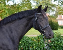 broodmare Debby Deluxe F (Mecklenburg, 2013, from Decurio 3)