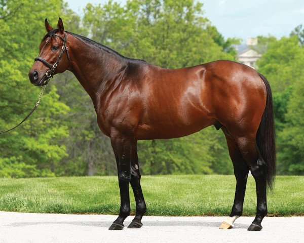 stallion Alternation xx (Thoroughbred, 2008, from Distorted Humor xx)