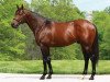 stallion Alternation xx (Thoroughbred, 2008, from Distorted Humor xx)