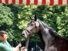 broodmare Finest Choice JJ (Hanoverian, 2016, from Finest)