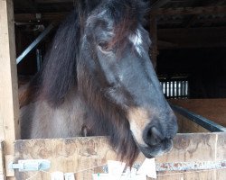 Pferd Mecki (Mecklenburger, 1995, von Eros)