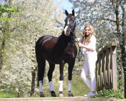 dressage horse Night Cross (German Riding Pony, 2005, from Nino)