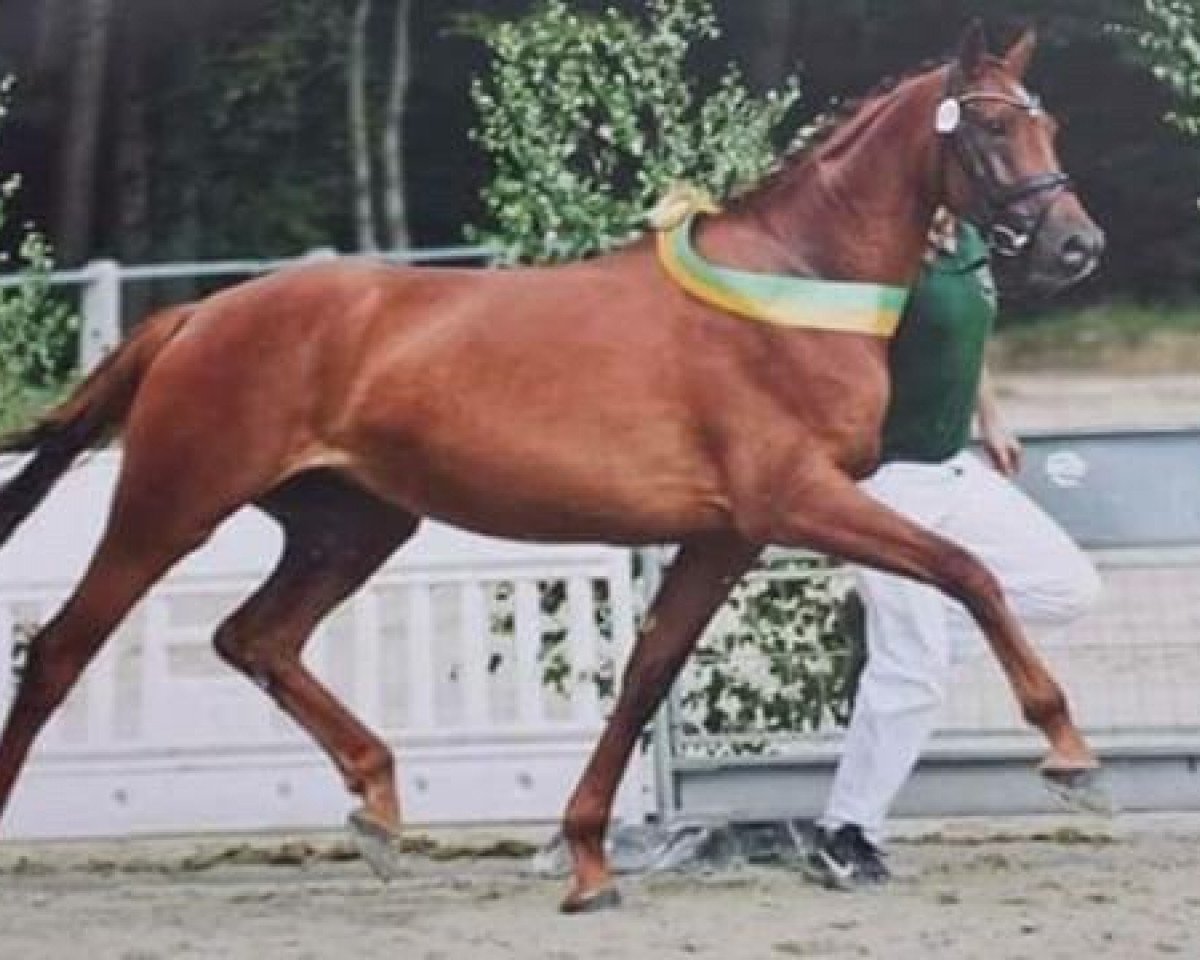 Zuchtstute Fair Princess (Zweibrücker, 2011, von Florentianer)