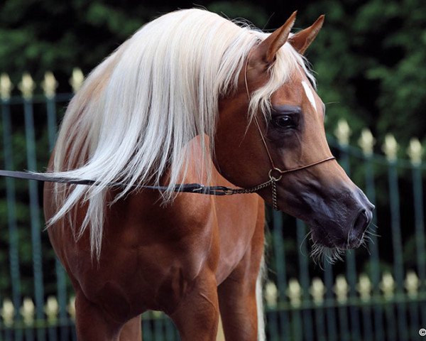 stallion COF JustTRU (Arabian thoroughbred, 2014, from Trussardi)