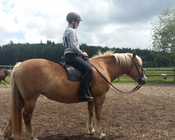 broodmare Sunshine (Haflinger, 2002, from Step by Step)