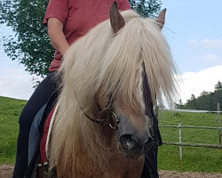 stallion Nestroy (Haflinger, 1999, from Natino)