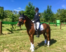 dressage horse Destino (German Riding Pony, 2008, from Dressman)