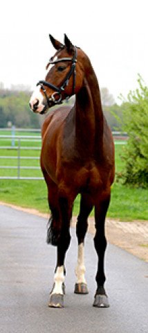 dressage horse Liviticus (Hanoverian, 2006, from Londonderry)
