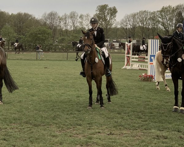 jumper Apart (New Forest Pony, 2011, from Kantje's Appart)
