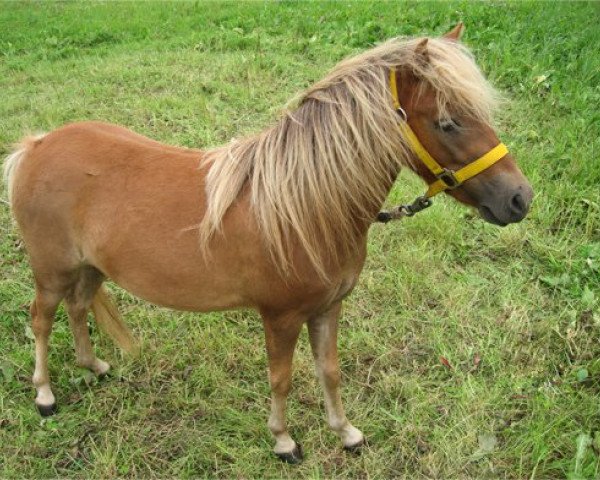 Zuchtstute Kara (Deutsches Classic Pony, 2008, von James Bond)