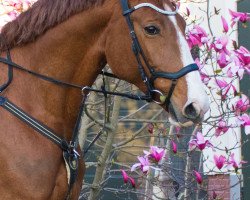 jumper Leandra 209 (German Sport Horse, 2011, from Laspari)