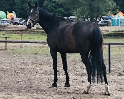 jumper Ennie H (Hanoverian, 2011, from El Bundy)