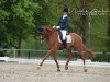 dressage horse Bonfire 85 (Westphalian, 2013, from Basic)