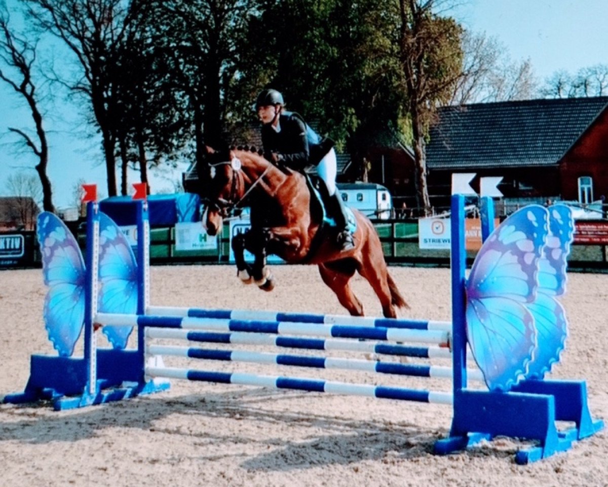 dressage horse Chiuvanna (Hanoverian, 2010, from Comte)