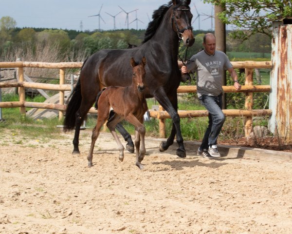 Dressurpferd Ruwina Royal (Hannoveraner, 2019, von Rubin Royal OLD)