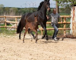 dressage horse Ruwina Royal (Hanoverian, 2019, from Rubin Royal OLD)