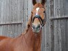 dressage horse Demetria Moore (Westphalian, 2012, from De Beers Diamond)