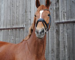 dressage horse Demetria Moore (Westphalian, 2012, from De Beers Diamond)