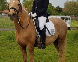 broodmare Sugarbabe in the dark (German Riding Pony, 2009, from Nacromancer in the dark)