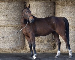 broodmare Over Speed du Plessis (Selle Français, 2002, from Kannan)