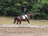 dressage horse Symphony of Love (Hanoverian, 2009, from Silberschmied)