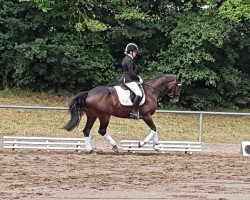 dressage horse Symphony of Love (Hanoverian, 2009, from Silberschmied)