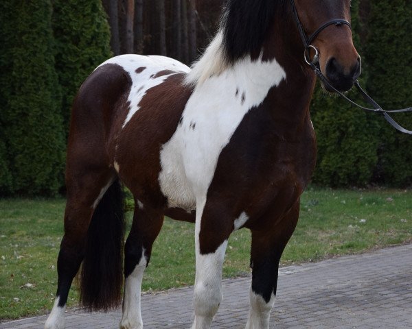 Pferd Graf (Polnisches Kaltblut, 2015)