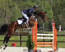 jumper Zephyr (Oldenburg show jumper, 2014, from Zinedine)