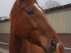 dressage horse Dancing Queen 215 (Hanoverian, 2015, from Don Frederico)