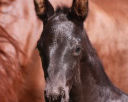 dressage horse Michello (Westphalian, 2019, from E.H. Millennium)