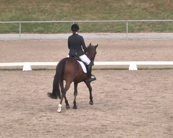 Reitturnier Pforzheim 2016