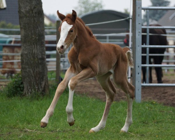 broodmare Marry Lou Naseweiß (German Riding Pony, 2019, from Santo Domingo)